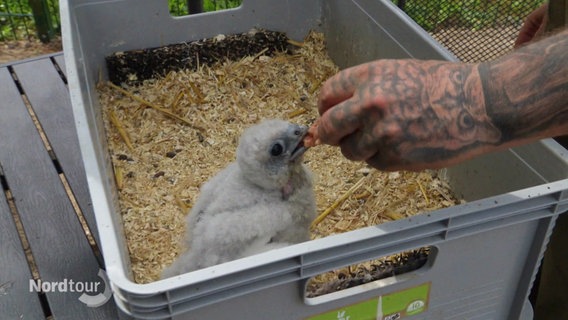 Eine mit einem Falkenkopf tätowierte Hand füttert ein Falkenküken, das in einer mit Stroh gefüllten grauen Box hockt. © Screenshot 