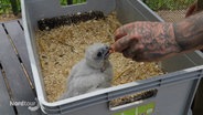 Eine mit einem Falkenkopf tätowierte Hand füttert ein Falkenküken, das in einer mit Stroh gefüllten grauen Box hockt. © Screenshot 