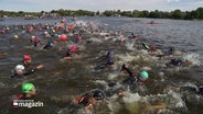 eine Gruppe von Schwimmerinnen und Schwimern startet beim Triathlon in Lübeck © Screenshot 