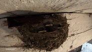 Vier kleine Jungschwalben schauen aus ihrem Nest an einem Deckenbalken. © Screenshot 
