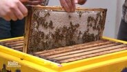 Ein Holzrahmen mit Bienenwaben und zahlreichen Honigbienen wird aus einem Bienenstock heraus gezogen. © Screenshot 