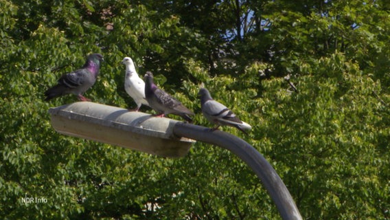 Auf einer Straßenlaterne sitzen mehrere Tauben © Screenshot 