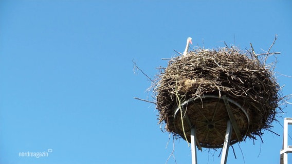 Ein Storch sitz in seinem Nest. © Screenshot 