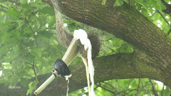 Ein Nest von Eichenprozessionsspinnern wird mit Hilfe von heißem Schaum von einem Baum entfernt. © Screenshot 