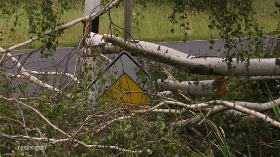 Ein umgestürzter Baum auf einem Verkehrsschild. © Screenshot 