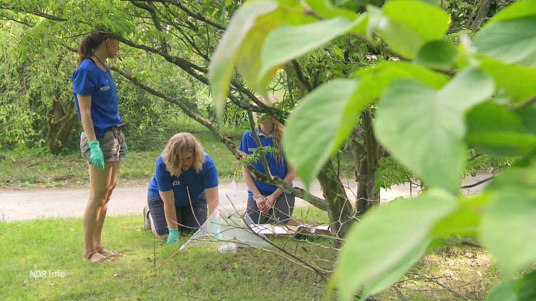 Schüler eines greifswalder Gymnasiums untersuchen gemeinsam mit Forschenden des Helmholtz-Zentrums Fliegen.