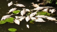 Tote Fische treiben im Osterbekkanal in Hamburg an der Wasseroberfläche. © Screenshot 