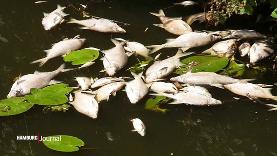 Eine Menge verendeter Fische treibt im Osterbekkanal in Hamburg. © Screenshot 