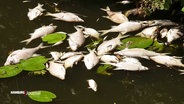 Eine Menge verendeter Fische treibt im Osterbekkanal in Hamburg. © Screenshot 