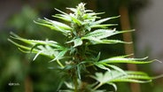 Eine Cannabispflanze. © Screenshot 