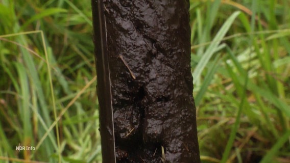 Eine zylinderförmige Bodenprobe aus dunkler, feuchter Erde. Im Hintergrund hohes Gras. © Screenshot 