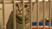 Eine graue Katze und schwarzen Streifen schaut aufmerksam durch Gitter hindurch. © Screenshot 