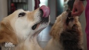 Ein Hund wird gerade mit einem Leckerli gefüttert, ein anderer leckt sich in freudiger Erwartung bereits das Maul. © Screenshot 