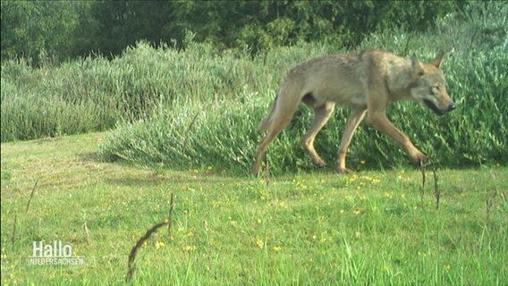 Aufnahme des Wolfs, der auf Norderney gesichtet wurde. © Screenshot 