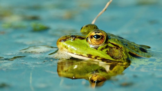 Ein Frosch schaut aus dem Wasser © Screenshot 