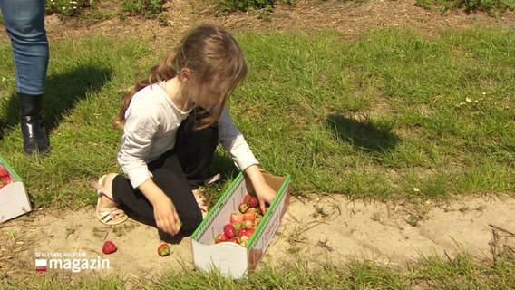 Ein Mädchen neben einer Kiste mit Erdbeeren. © Screenshot 