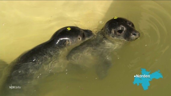 Zwei Seehunde im Wasser. © Screenshot 