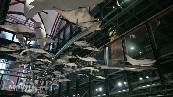 Von der Decke des Meeresmuseums hängen zahlreiche Modelle von Rochen und Haien, als würden sie in der Luft schwimmen. © Screenshot 
