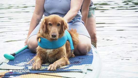 Ein Hund schwimmt auf einem Stand-Up-Paddel-Board, hinter ihm sitzt seine Besitzerin. © Screenshot 