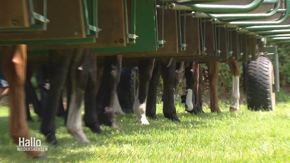 Nahaufnahmen von Pferdebeinen, die am unteren Ende von Startboxen herausschauen. Die Pferde warten so auf den Beginn eines Rennens. © Screenshot 