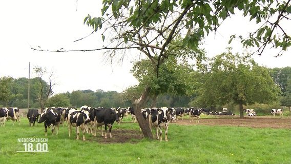 Kühe stehen auf einer Weide. © Screenshot 
