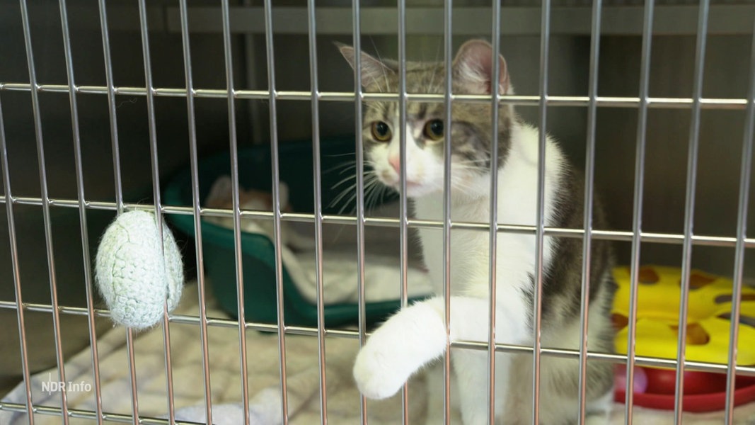 Ein Katze streckt in einem Käfig sitzend eine Pfote durch das Gitter.