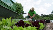 Ein Mann mit Sonnenhut arbeitet auf einem Gemüsefeld. Im Vordergrund Salatköpfe. © Screenshot 