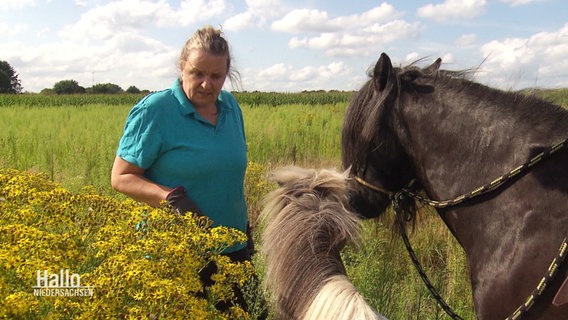 Eine Frau steht mit ihren Pferden inmitten des für Weidetiere giftigen Jakobskreuzkrauts. © Screenshot 