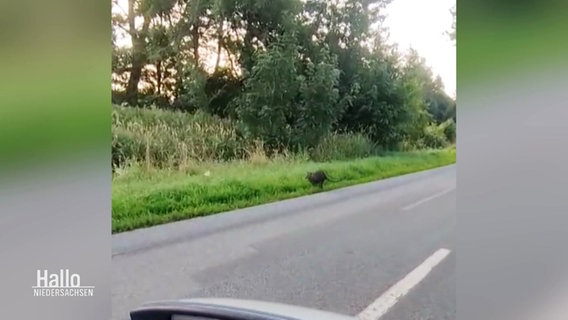Video zeigt das Kängurus am Rand einer Landstraße. © Screenshot 