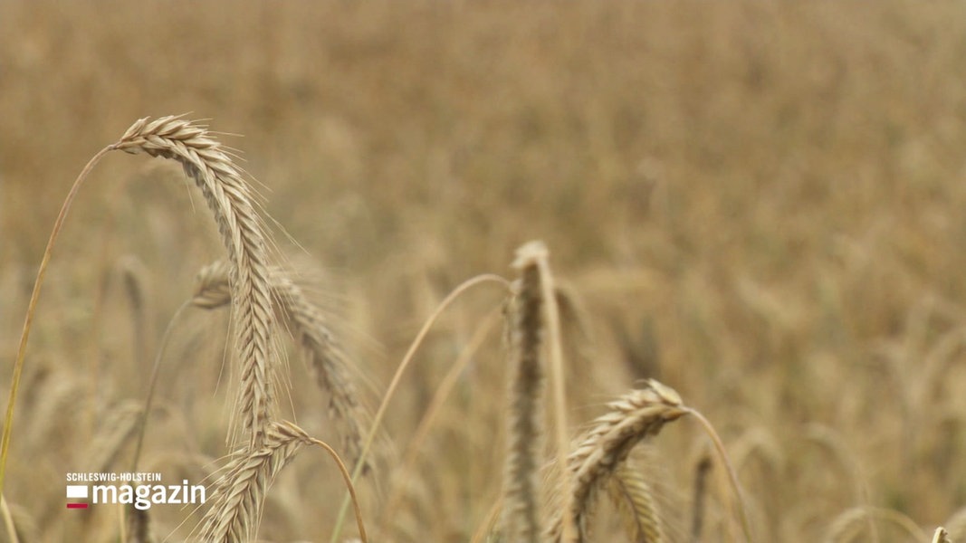 Getreideernte: Nasse Böden bereiten Landwirten Sorgen