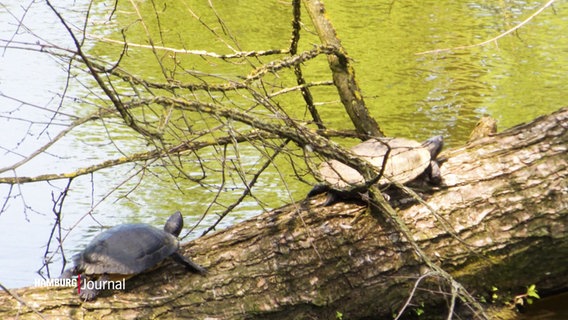Zwei Schildkröten sitzen auf einem Baumstamm in Planten un Blomen. © Screenshot 