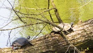 Zwei Schildkröten sitzen auf einem Baumstamm in Planten un Blomen. © Screenshot 