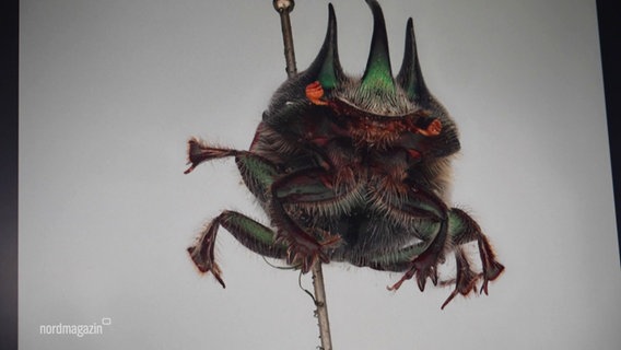 Ein digitales Abbild eines Käfers. © Screenshot 