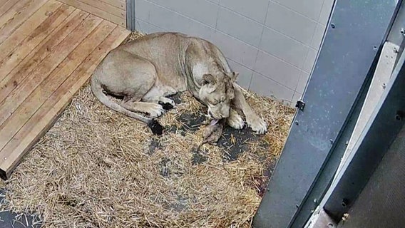 Das Bild einer Überwachungskamera zeigt Löwenmutter Heidi in der Wurfhöhle mit ihrem Jungen. Löwin Heidi leckt dem winzigen Jungen, das im Heu zu ihren Vordertatzen liegt, mit der Zunge über das Fell. Das keine zwei Tage alte Junge ist nicht mal so groß wie der Kopf seiner Mutter. © Screenshot Foto: Zoo Schwerin