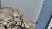 Das Bild einer Überwachungskamera zeigt Löwenmutter Heidi in der Wurfhöhle mit ihrem Jungen. Löwin Heidi leckt dem winzigen Jungen, das im Heu zu ihren Vordertatzen liegt, mit der Zunge über das Fell. Das keine zwei Tage alte Junge ist nicht mal so groß wie der Kopf seiner Mutter. © Screenshot Foto: Zoo Schwerin