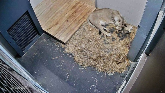 Ein neugeborenes Löwenbaby liegt bei seiner Mutter in einem Gehege. © Screenshot 