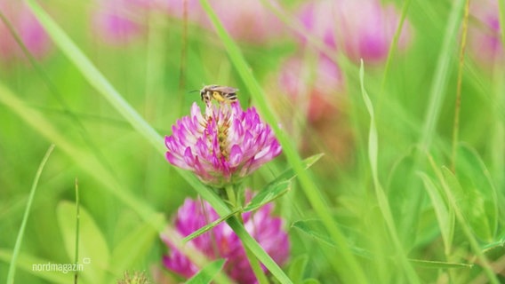 Eine Biene sitzt auf einer lilanen Kleeblüte. © Screenshot 