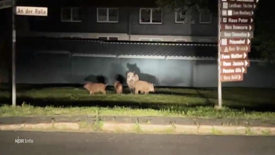 Wildschweine im Scheinwerfer eines Autos. © Screenshot 