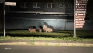 Wildschweine im Scheinwerfer eines Autos. © Screenshot 