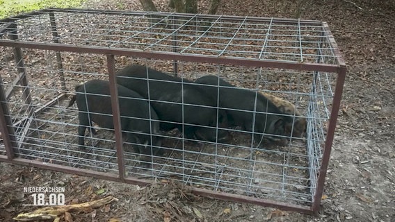 Ein paar Wildschweine gefangen in einer Lebendfalle. © Screenshot 