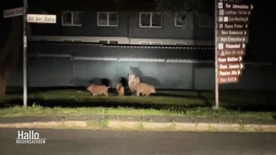 Eine Gruppe Wildschweine des Nachts im Scheinwerferlicht. © Screenshot 
