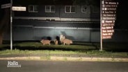 Eine Gruppe Wildschweine des Nachts im Scheinwerferlicht. © Screenshot 