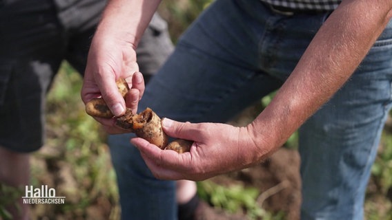 Ein Landwirt präsentiert eine angefaulte Kartoffel. © Screenshot 