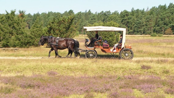 Ein Kutschengespann mit Planwagen fährt durch eine blühende Heidelandschaft. © Screenshot 