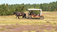 Ein Kutschengespann mit Planwagen fährt durch eine blühende Heidelandschaft. © Screenshot 