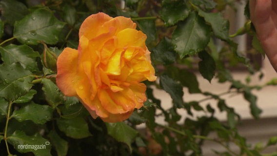 Eine orangene Rose aus der Rosenstadt Putbus. © Screenshot 