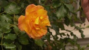 Eine orangene Rose aus der Rosenstadt Putbus. © Screenshot 