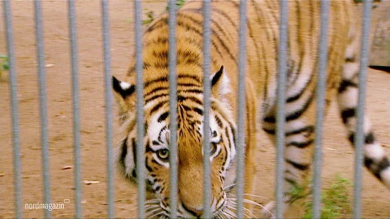 Ein Tigerweibchen steht in einem Zoo-Gehege. © Screenshot 