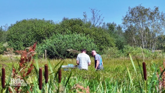 Zwei Mitarbeiter des Thüne-Instituts stehen zwischen hohen Gräsern und Planzen und führen Untersuchungen durch. © Screenshot 