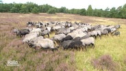 Eine Heidschnuckenherde grast in einer Heidelandschaft. © Screenshot 